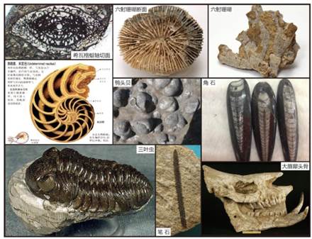 新120X90 古生物构图-01